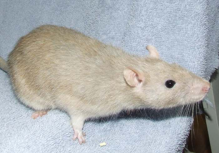 Атласная крыса, фото грызуны фотография картинка