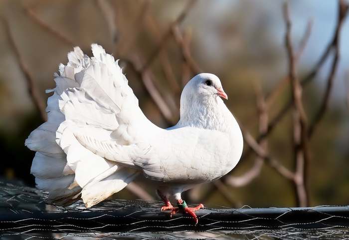Декоративные белые голуби, фото фотография картинка