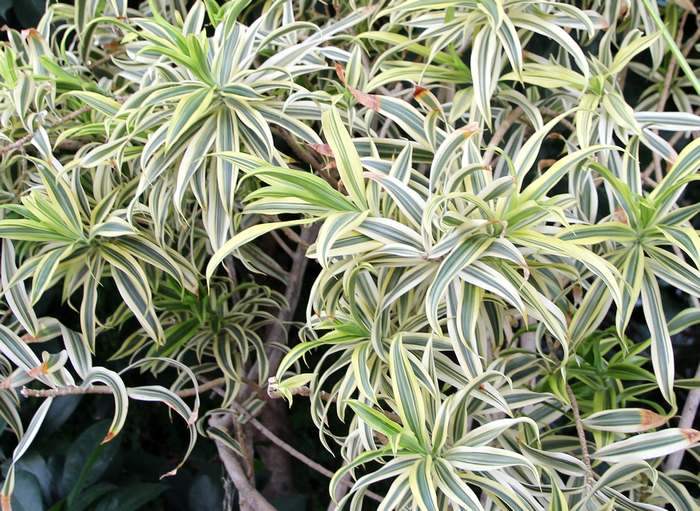 Хлорофитум хохлатый (Chlorophytum comosum), фото растения для дома фотография картинка