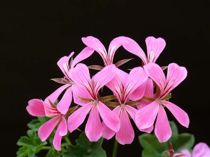 Пеларгония Ardens Гибрид, фото растения для дома фотография картинка