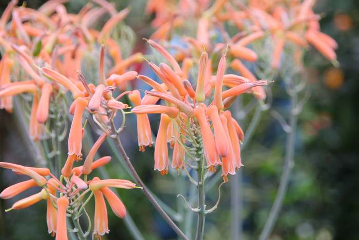 Алоэ полосатое (Aloe striata), фото растения для дома фотография картинка