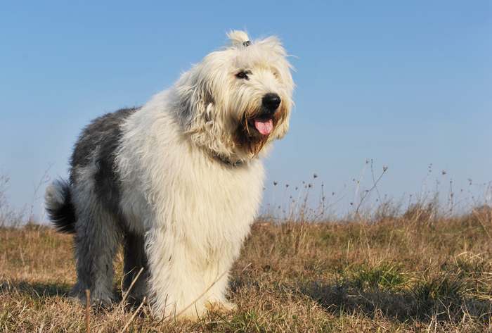 Бобтейл, староанглийская овчарка, фото породы собак картинка фотография