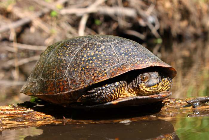 Американская болотная черепаха (Emydoidea blandingii), фото рептилии фотография