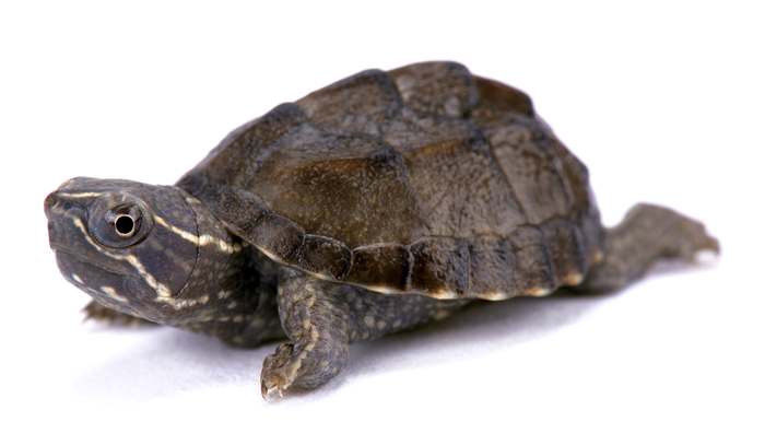 Обыкновенная мускусная черепаха (Sternotherus odoratus), фото пресмыкающиеся 