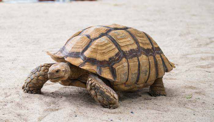 Египетская черепаха (Testudo kleinmanni), фото рептилии фотография