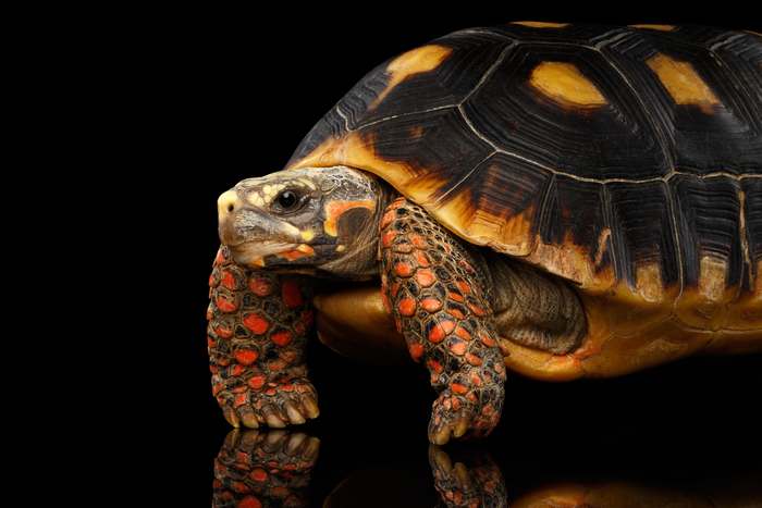 Угольная черепаха (Chelonoidis carbonaria), фото пресмыкающиеся картинка