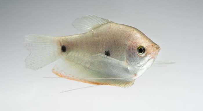 Гурами пятнистый (Trichopodus trichopterus), фото аквариумные рыбки фотография картинка