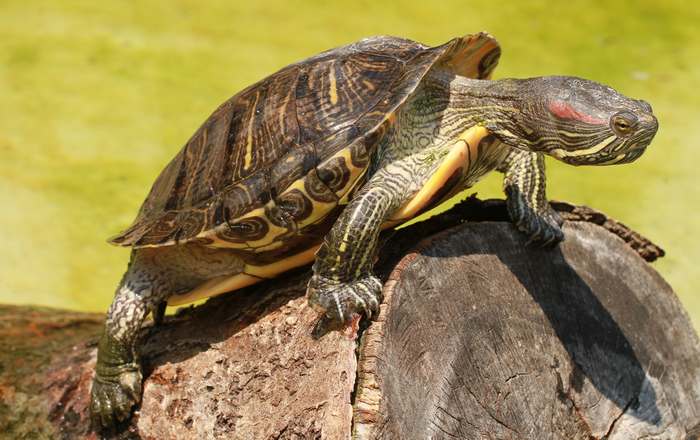Красноухая черепаха (Trachemys scripta scripta), фото рептилии фотография