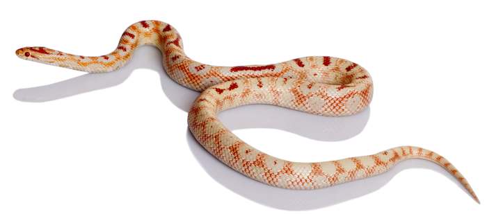 Маисовый полоз альбинос (Elaphe guttata), фото рептилии фотография змеи