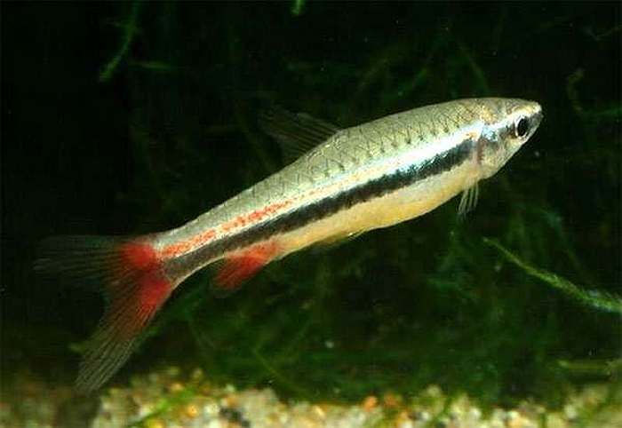 Нанностомус нитидус (Nannostomus nitidus), фото картинка рыбы изображение