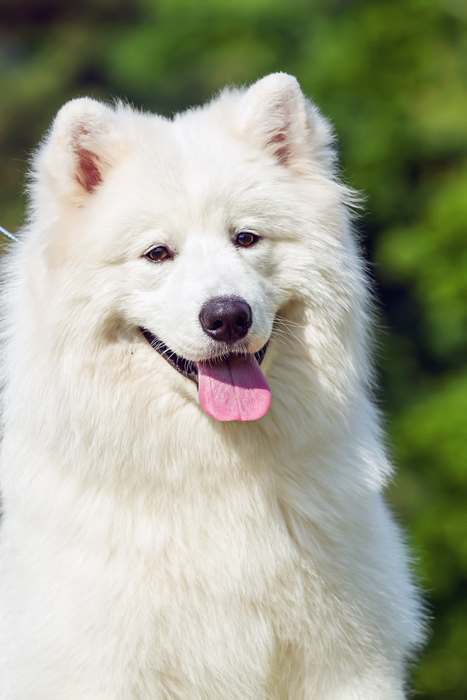 Самоед, самоедская собака (лайка), фото фотография
