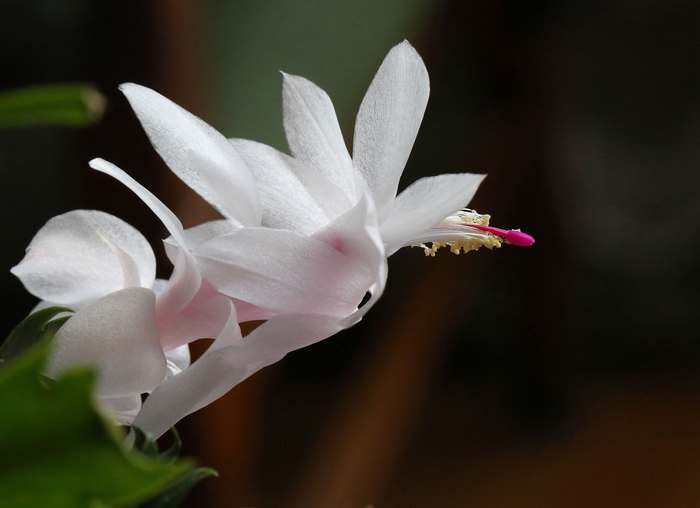 Зигокактус (Schlumbergera), фото фотография суккулентные растения