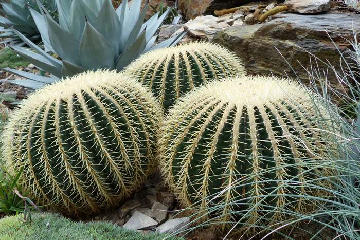 Эхинокактусы (Echinocactus), фото фотография растения