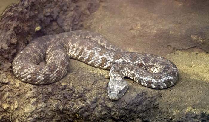 Гюрза (Macrovipera lebetina), фото фотография змеи