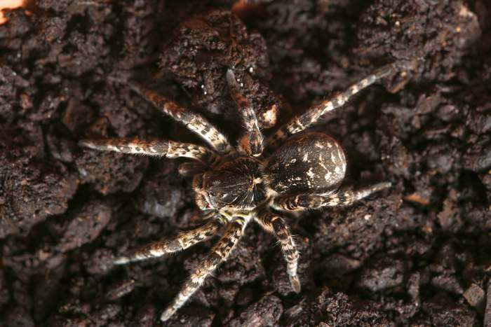 Южнорусский тарантул (лат. Lycosa singoriensis), фото фотография пауки