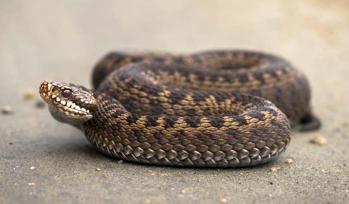 Обыкновенная гадюка (Vipera berus), фото фотография змеи