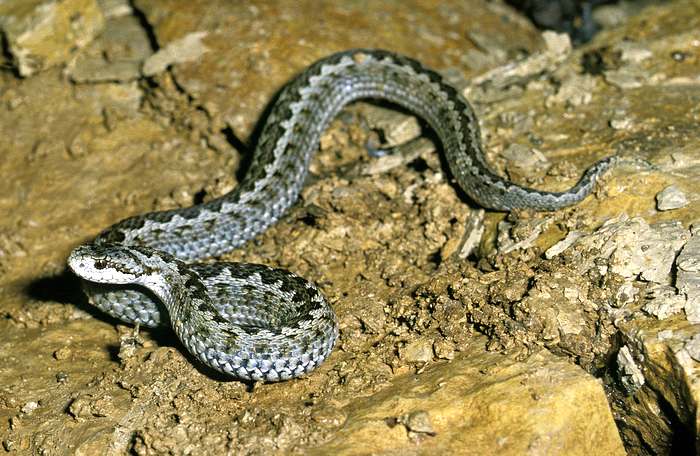 Степная гадюка (Vipera ursinii), фото фотография змеи