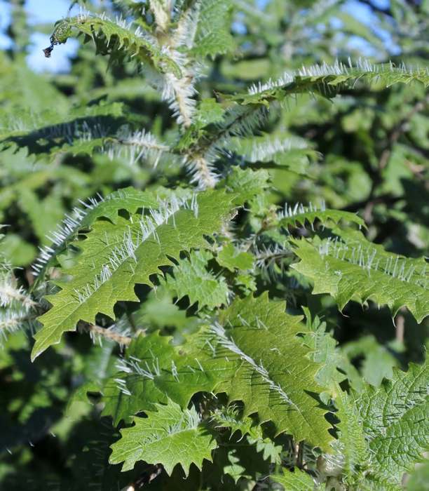 Онгаонга (Urtica ferox), фото фотография растения