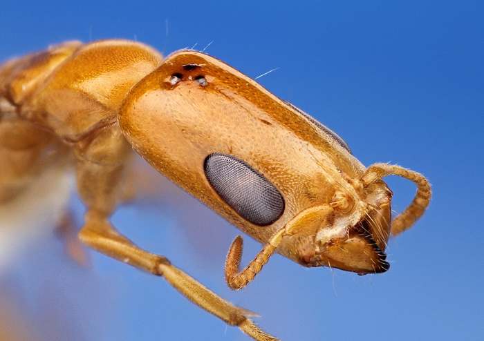 Муравей (Pseudomyrmex filiformis), фото фотография насекомые