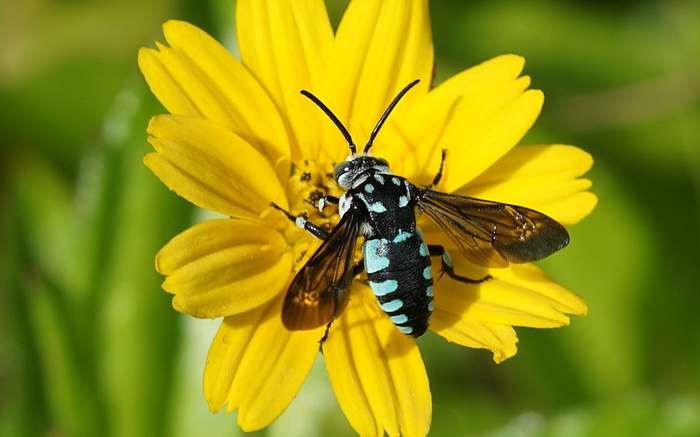 Неоновая пчела-кукушка (лат. Thyreus nitidulus), фото фотография насекомые