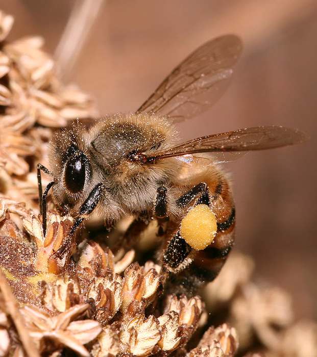Медоносная пчела (Apis mellifera), фото фотографии насекомые