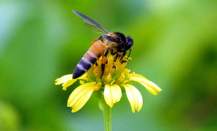 Гигантская пчела (Apis dorsata), фото фотографии насекомые