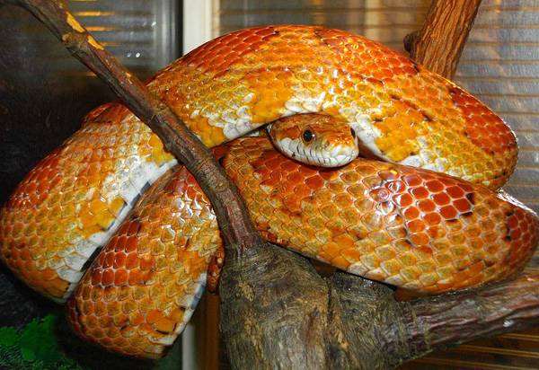 Маисовый полоз (Elaphe guttata), фото рептилии, фотография змеи
