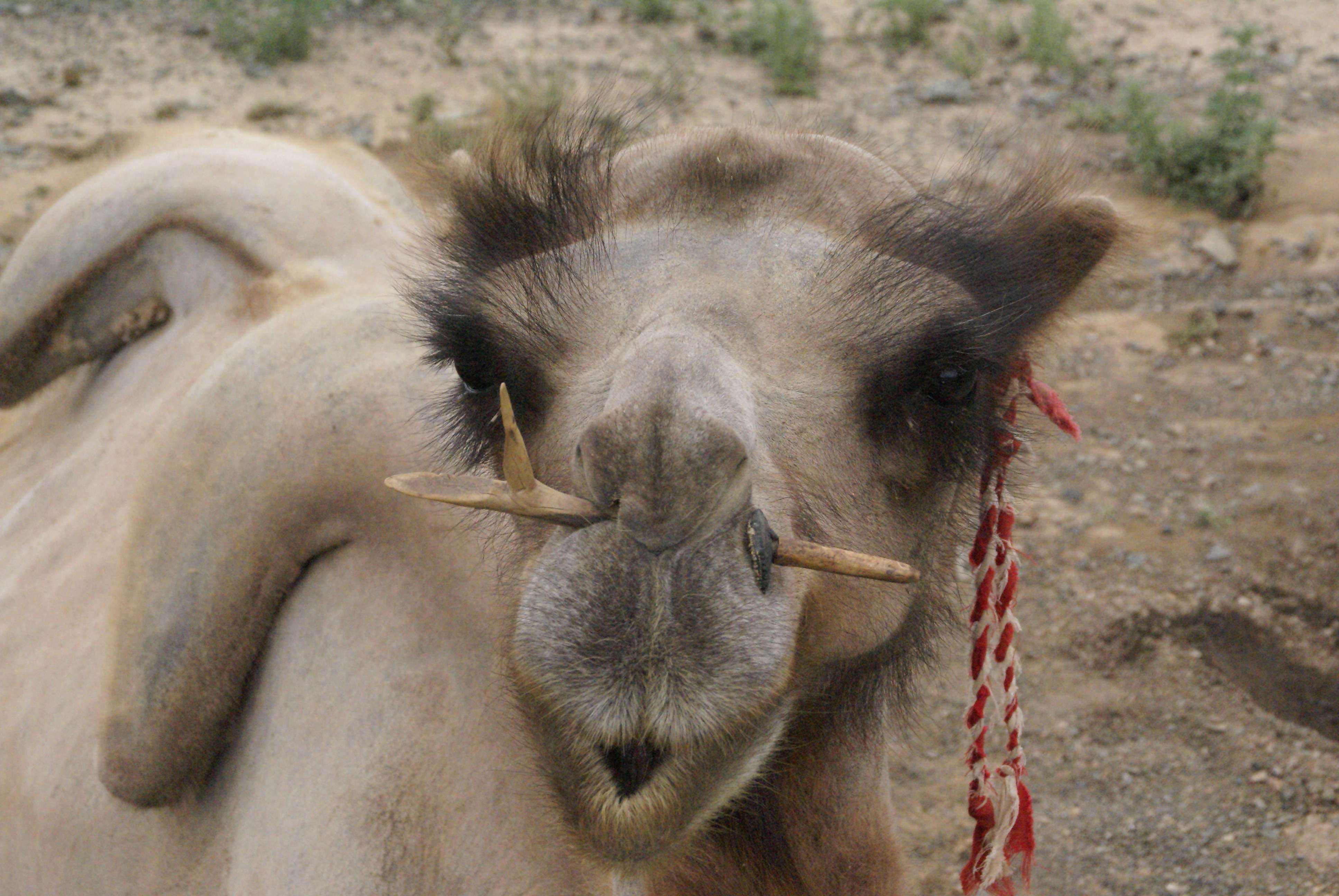 Верблюд с палкой в ноздрях, фото фотография картинка обои