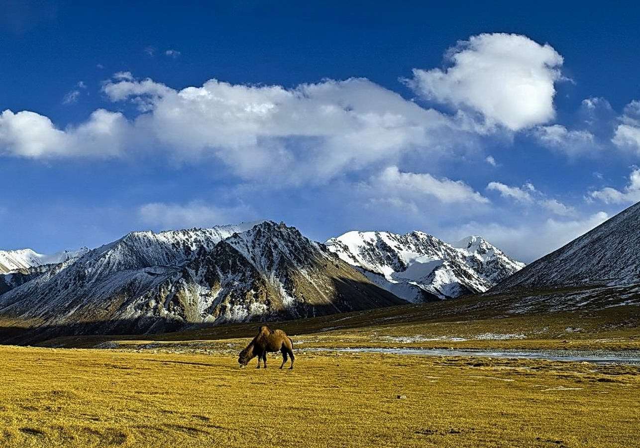 Верблюд, пасущийся на фоне гор, фото фотография картинка обои