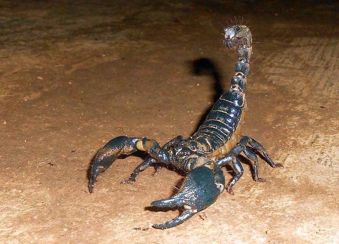 Гигантский лесной скорпион (Heterometrus swammerdami), фото фотография членистоногие