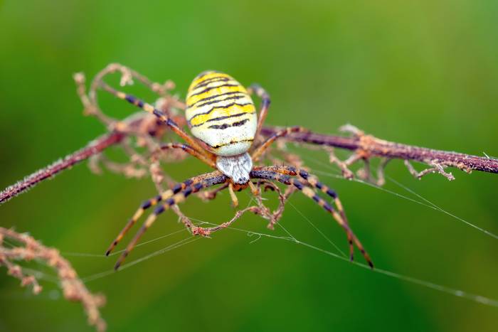 Аргиопа Брюнниха, паук-оса (Argiope bruennichi), фото фотография пауки