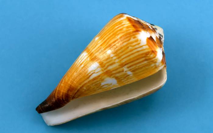 Брюхоногий моллюск конус (Conus), фото фотография беспозвоночные