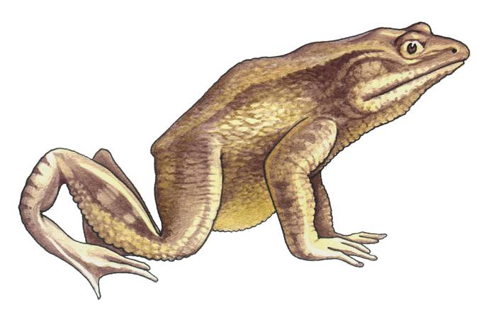 Лягушка-голиаф (Conraua goliath), рисунок картинка лягушки