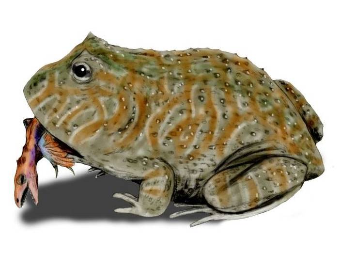Дьявольская лягушка (Beelzebufo ampinga), рисунок картинка лягушки