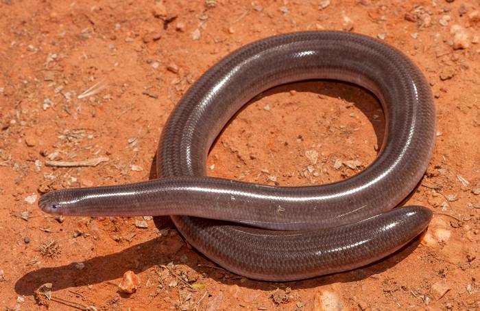 Рамфотифлопс (Ramphotyphlops ligatus), фото фотография змеи