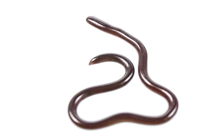 Барбадосская узкоротая змея (Leptotyphlops carlae), фото фотография змеи