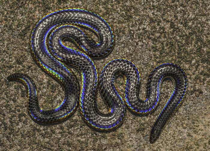 Черный щитохвост Хаира (Melanophidium khairei), фото фотография змеи