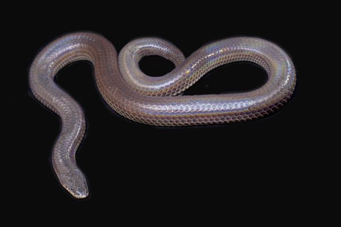 Лучистая змея (Xenopeltis unicolor), фото фотография змеи