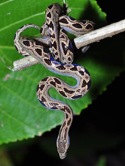Карликовый панамский удав (Ungaliophis panamensis), фото фотография змеи