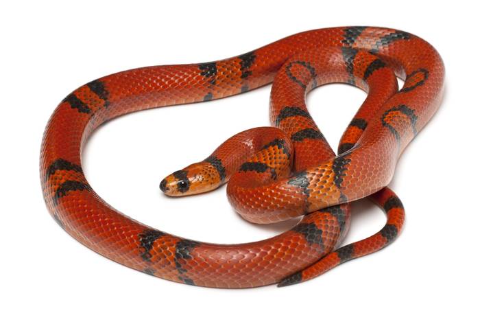 Гондурасская молочная змея (Lampropeltis triangulum hondurensis), фото фотография змеи