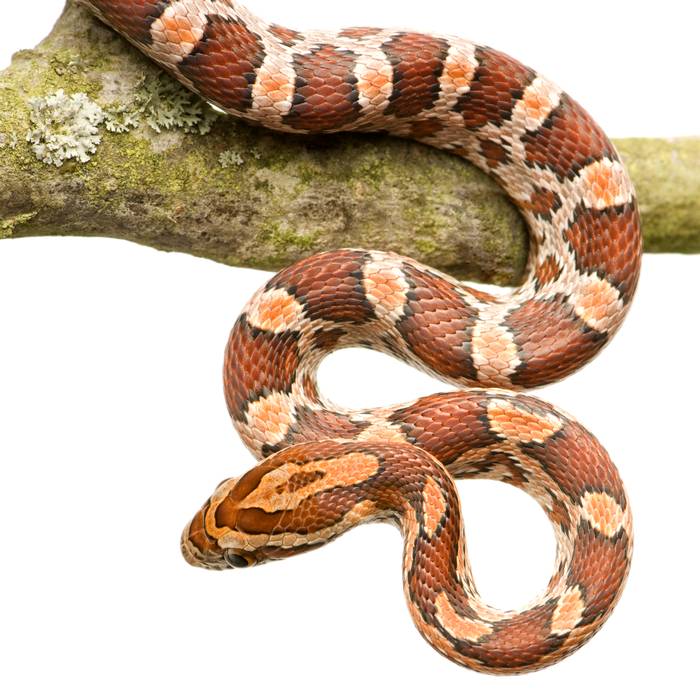 Маисовый полоз (Pantherophis guttatus), фото фотография змеи