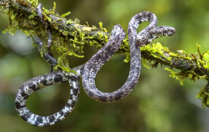 Дымчатый улиткоед (Sibon nebulata), фото фотография змеи