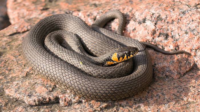 Обыкновенный уж (Natrix natrix), фото фотография змеи
