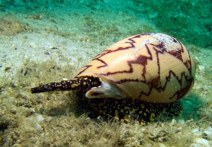 Цимбиола благородная (Cymbiola nobilis), фото фотография моллюски