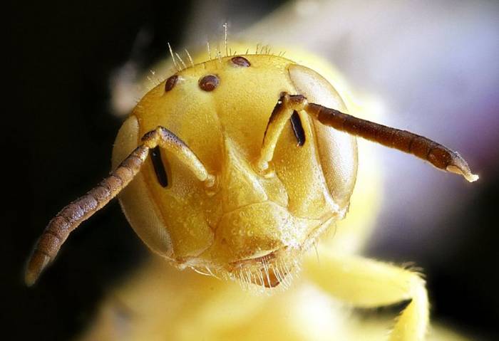 Пустынная пчела (Perdita titania), фото фотография насекомые