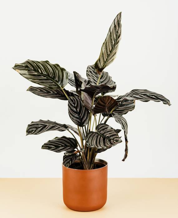 Калатея орната (Calathea ornata), фото фотография комнатные растения