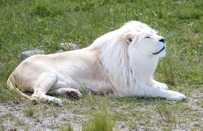 Белый лев (Panthera leo krugeri), фото фотография хищники