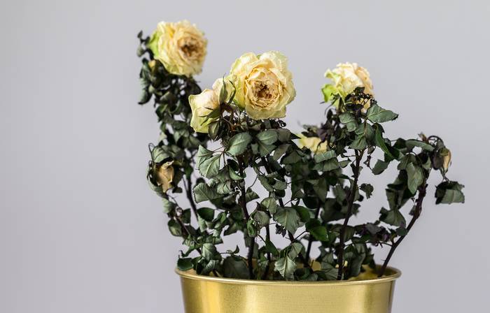 Засохшие розы, фото фотография комнатные растения