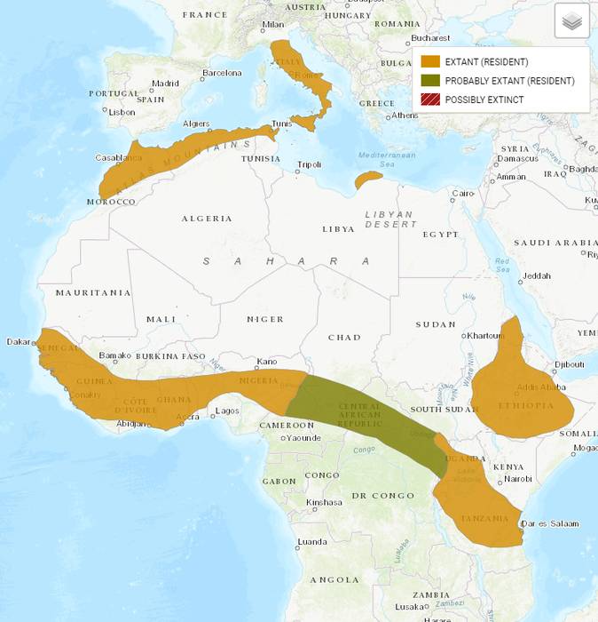 Хохлатый дикобраз (Hystrix cristata), ареал карта распространение млекопитающие
