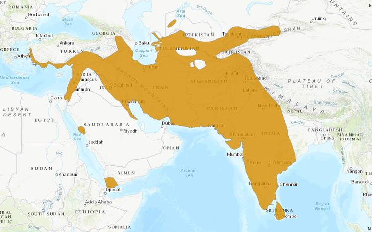 Индийский дикобраз (Hystrix indica), ареал карта распространение млекопитающие